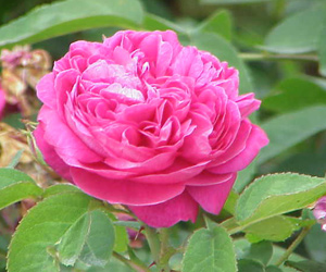 Rosa Damascena, la regina dei fiori. Amore e Devozione.